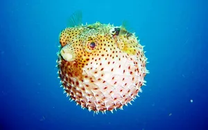 Inflated Pufferfish Underwater.jpg Wallpaper