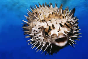 Inflated Pufferfish Underwater.jpg Wallpaper