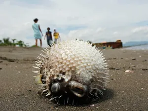 Inflated Pufferfishon Beach Wallpaper