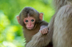 Innocent Macaque Infant Clinging Wallpaper