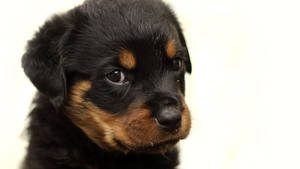 Innocent Rottweiler Puppy Wallpaper