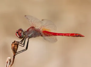 Insect Dragonfly With Red Body Wallpaper