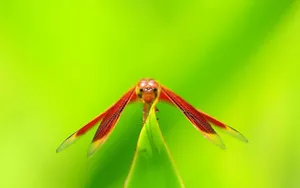 Insect Dragonfly With Red Wings Wallpaper