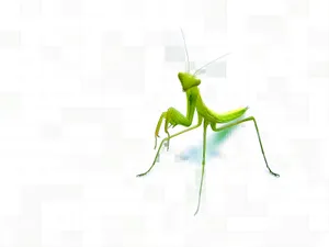 Insect Mantis With Green Body Wallpaper