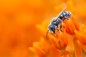 Insect On Vibrant Orange Flower Wallpaper