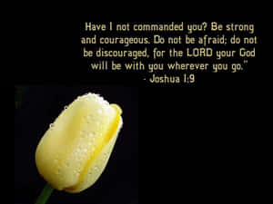 Inspirational Yellow Tulip Joshua19 Wallpaper