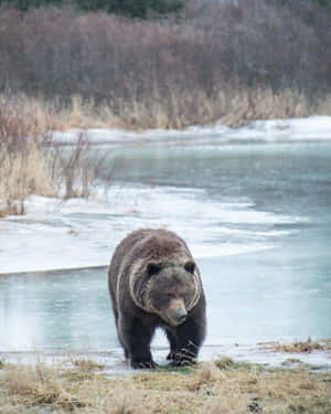 Inspired By Nature - The Call Of Wildlife Conservation Wallpaper