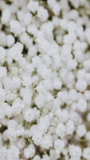 Instagram Story Baby's Breath Flowers Wallpaper