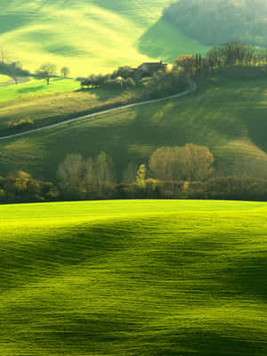 Integral Greenery Hd Wallpaper