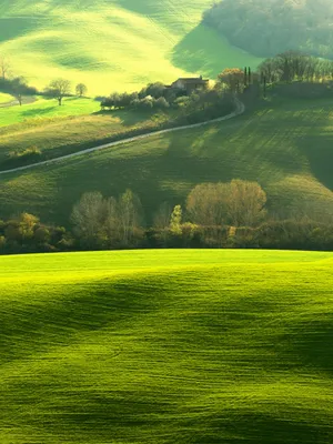 Integral Greenery Hd Wallpaper