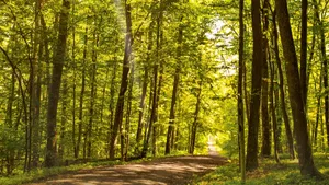 Integral Part Of The Wyre Forest Wallpaper