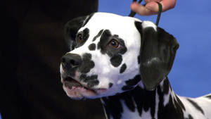 Intelligent Dalmatian Dog Wallpaper