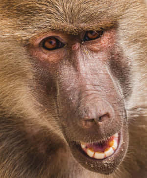 Intense Baboon Portrait Wallpaper