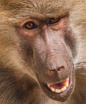 Intense Baboon Portrait Wallpaper