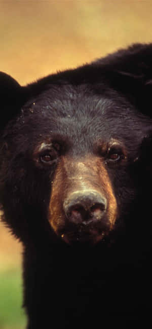 Intense_ Black_ Bear_ Portrait Wallpaper