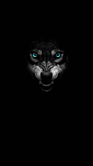 Intense Blue Eyed Black Wolf Wallpaper