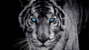 Intense_ Blue_ Eyed_ Tiger_ Portrait Wallpaper