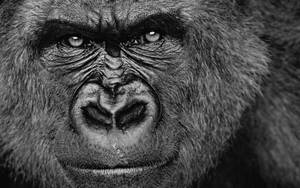 Intense Close Up Cool Gorilla Wallpaper