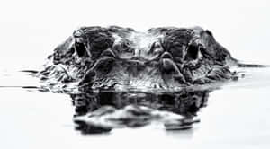 Intense Crocodile Eyes Water Surface.jpg Wallpaper