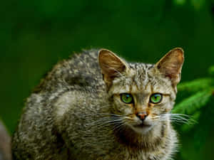 Intense Eyed Wildcatin Greenery Wallpaper