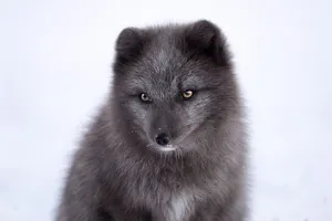 Intense Gaze Arctic Fox Wallpaper