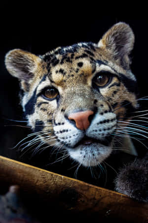 Intense Gaze Clouded Leopard Wallpaper