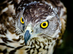 Intense Gaze Goshawk.jpg Wallpaper