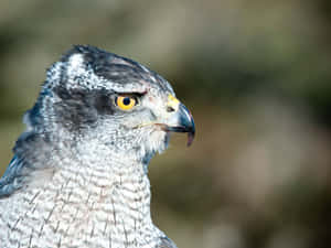 Intense Gaze Goshawk.jpg Wallpaper