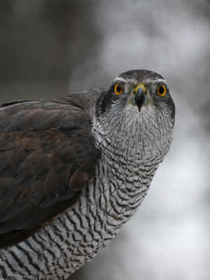 Intense Gaze Goshawk Portrait Wallpaper