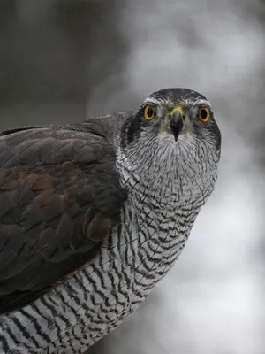 Intense Gaze Goshawk Portrait Wallpaper