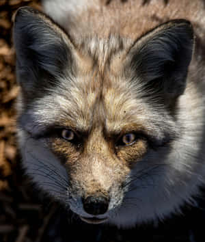 Intense Gaze Grey Fox Wallpaper