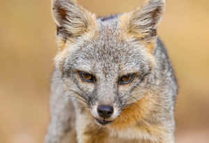 Intense Gaze Grey Fox Wallpaper