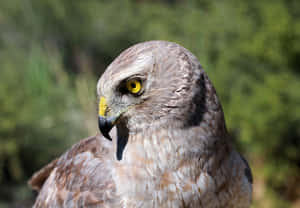 Intense Gaze Harrier Bird Wallpaper