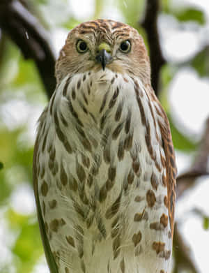 Intense Gaze Harrier Bird Wallpaper