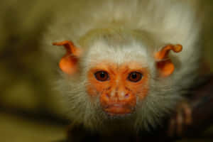 Intense Gaze Marmoset Wallpaper