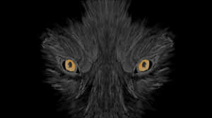 Intense Gaze Of A Wolf Wallpaper
