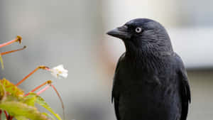 Intense_ Gaze_ Rook_ Bird.jpg Wallpaper