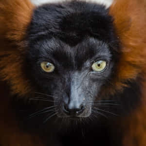 Intense Gaze Ruffed Lemur Wallpaper