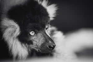 Intense Gaze Ruffed Lemur Portrait Wallpaper