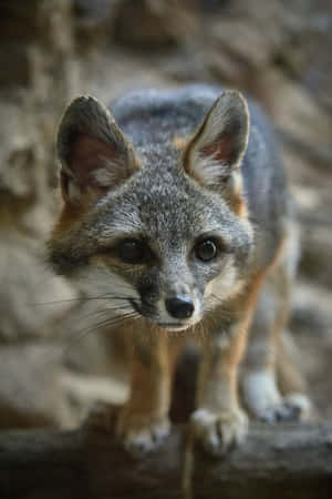 Intense Grey Fox Stare Wallpaper