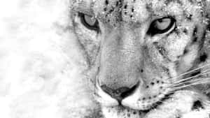 Intense Leopard Gaze Blackand White Wallpaper