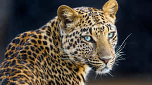 Intense Leopard Gaze4 K Wallpaper