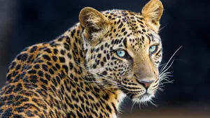 Intense Leopard Gaze4 K Wallpaper