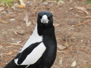 Intense Magpie Stare.jpg Wallpaper