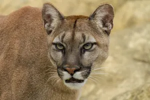 Intense Mountain Lion Gaze Wallpaper