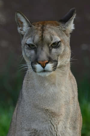 Intense Mountain Lion Portrait Wallpaper