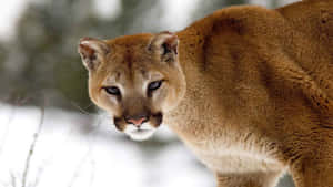 Intense Mountain Lion Stare Wallpaper