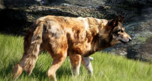 Intense Wolf Attack In The Wild Wallpaper