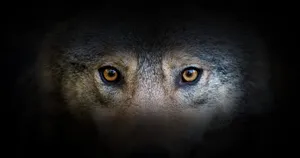 Intense Wolf Eyes In The Wild Wallpaper