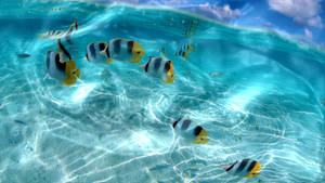 Interactive Tropical Fish Wallpaper